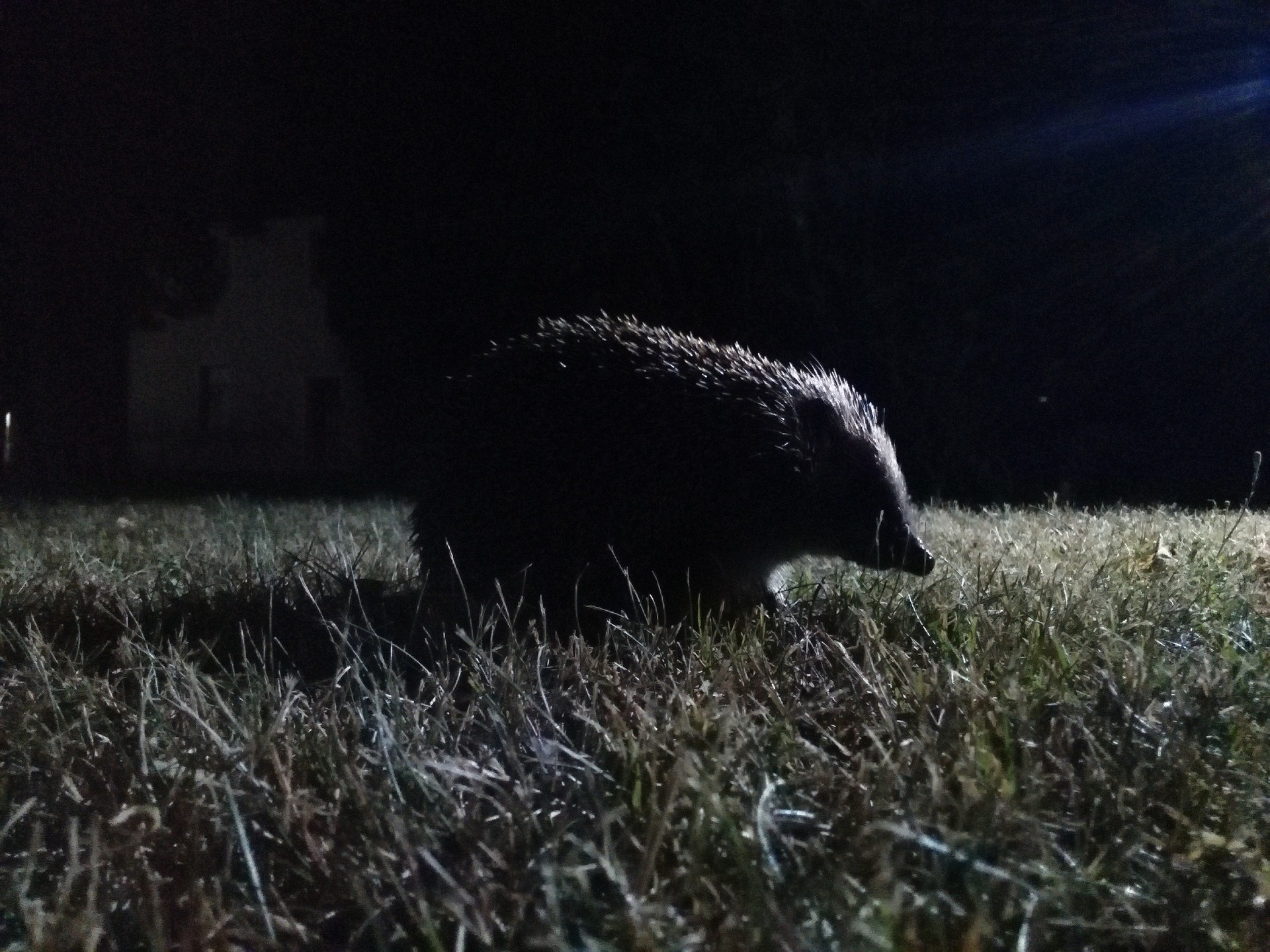 Biodiversité et pollution lumineuse