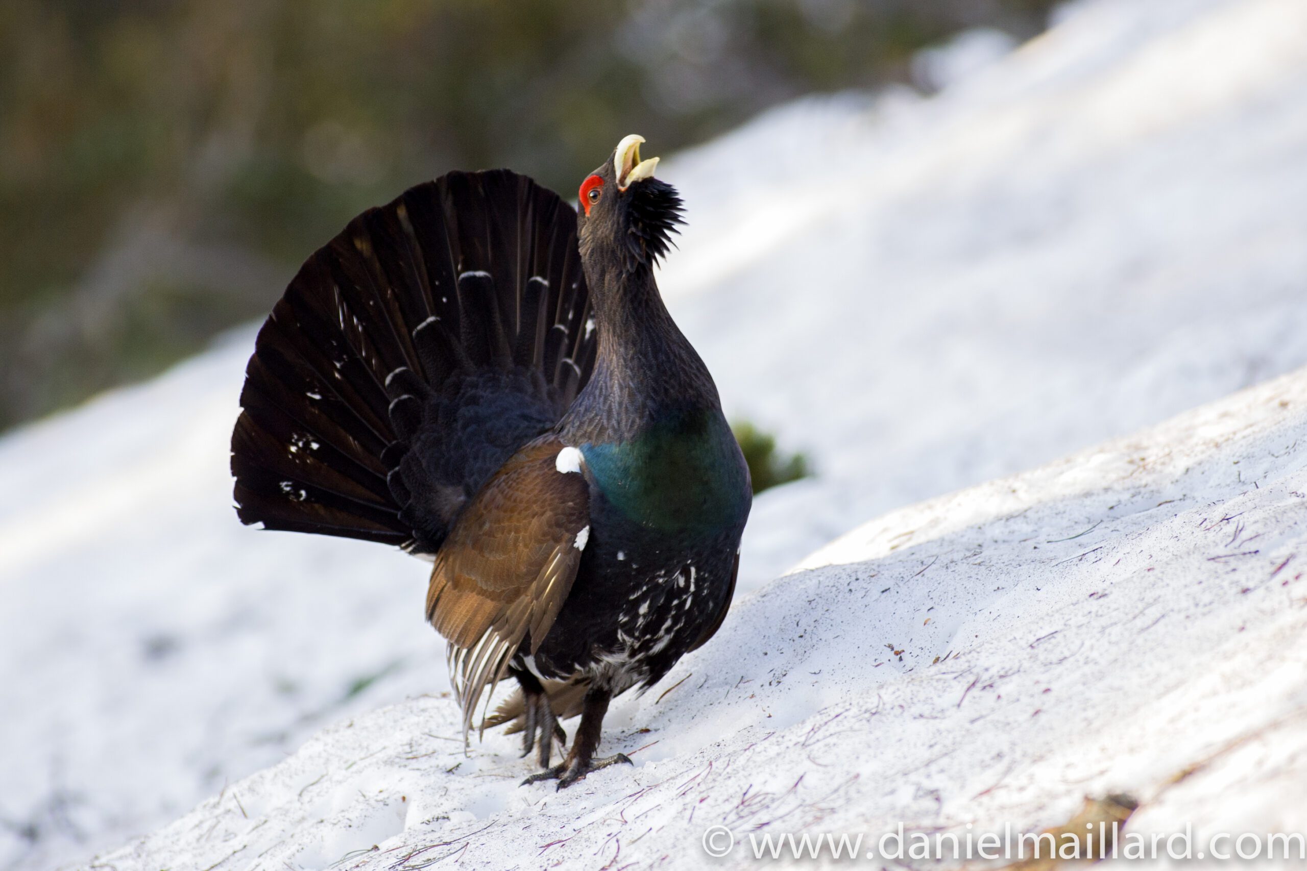 Galliformes de montagne