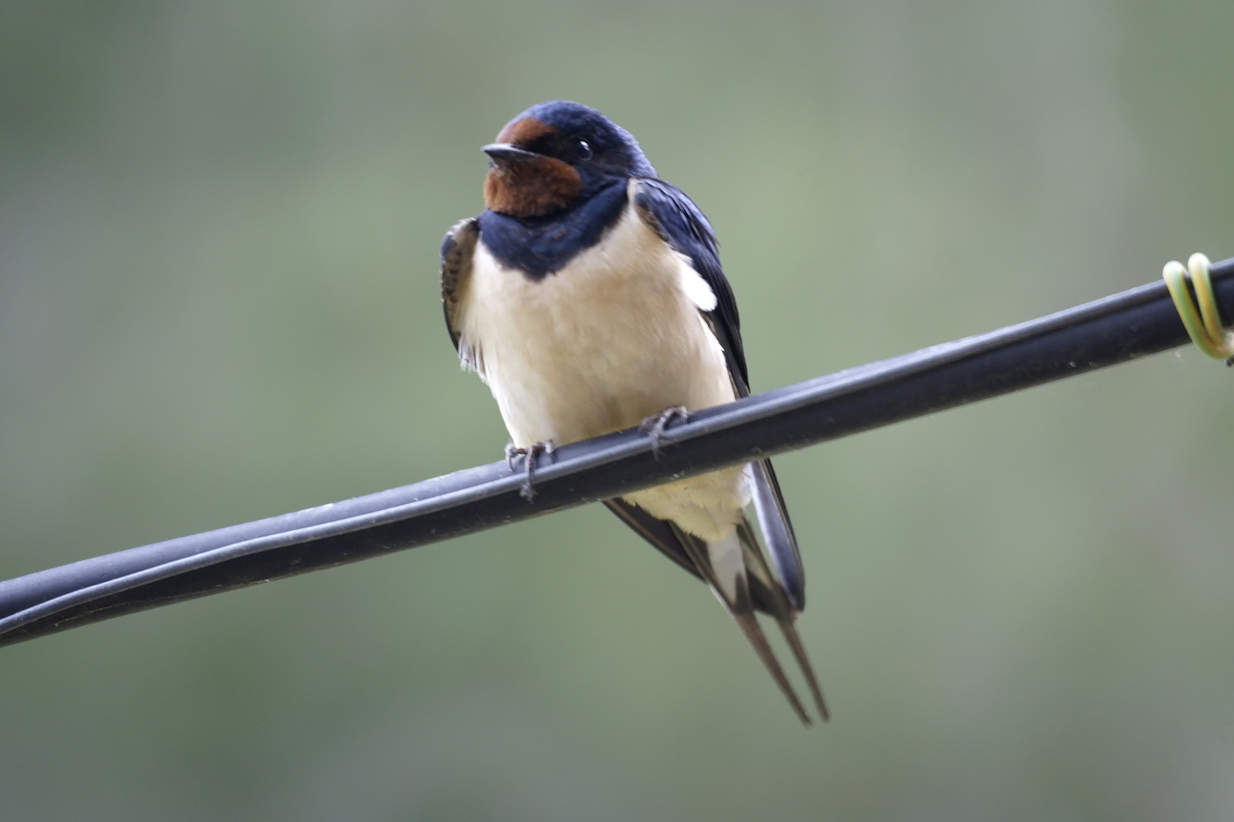 Suivi temporel des oiseaux communs en Occitanie