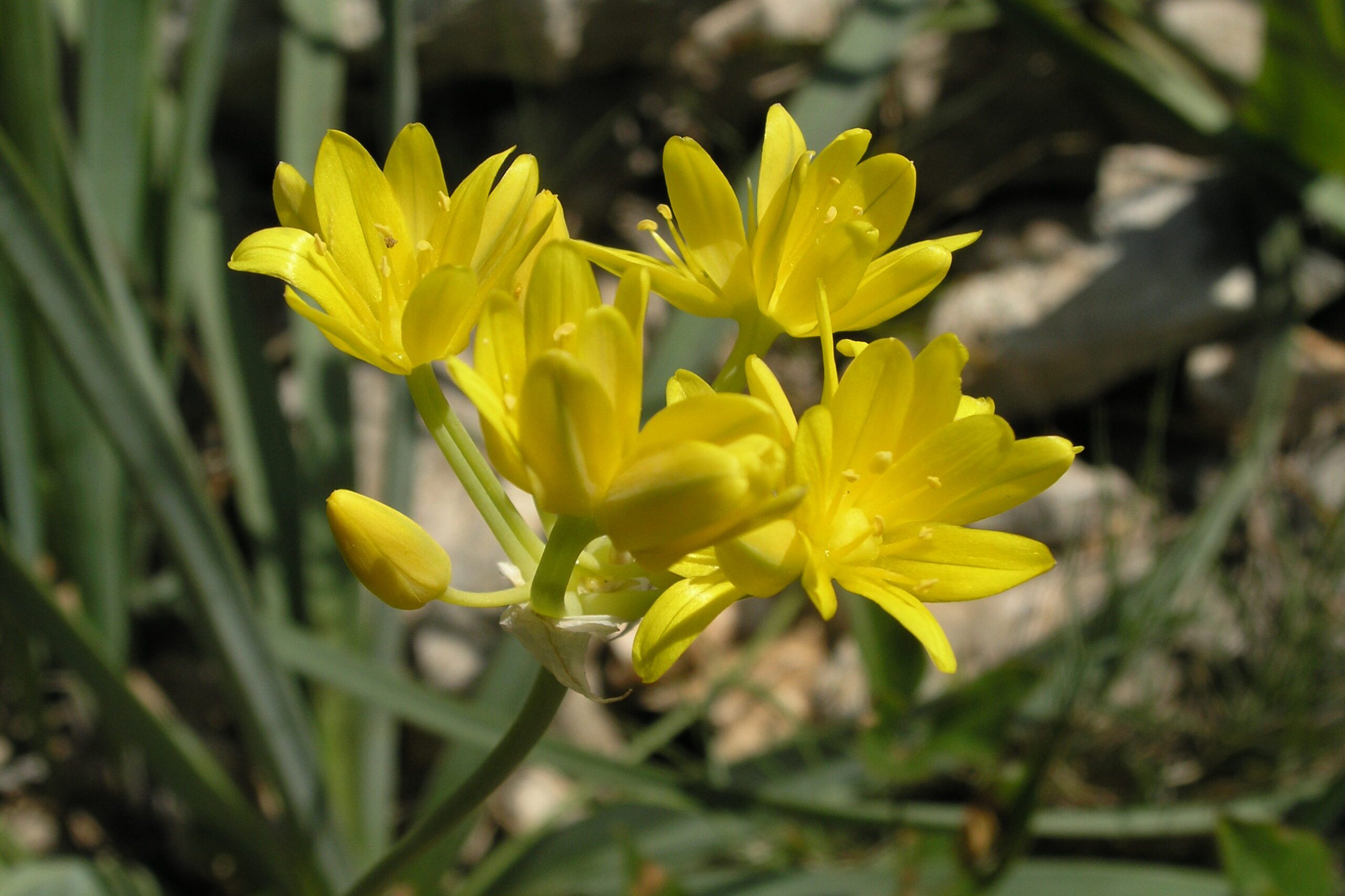 La flore vasculaire en Occitanie