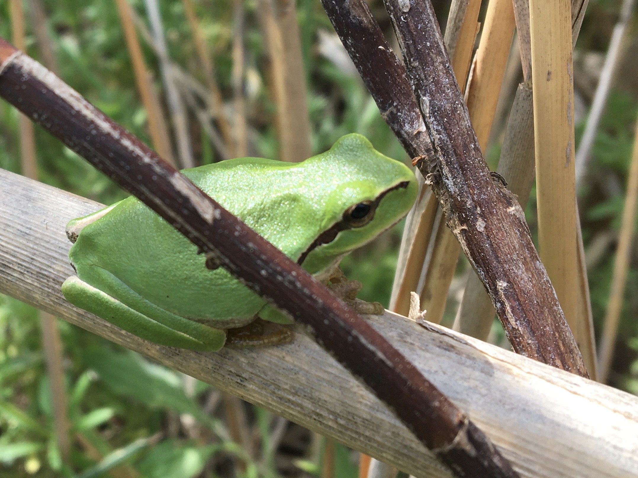 Comment suivre et gérer les populations d’amphibiens et de reptiles ?